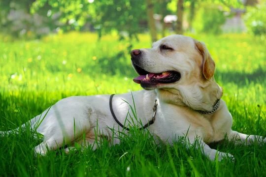 Chien au repos à l'ombre en été