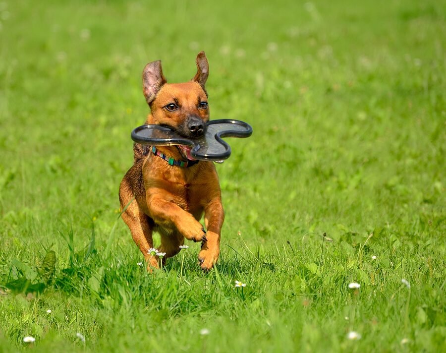 Chien jouant avec son humain dans l’herbe