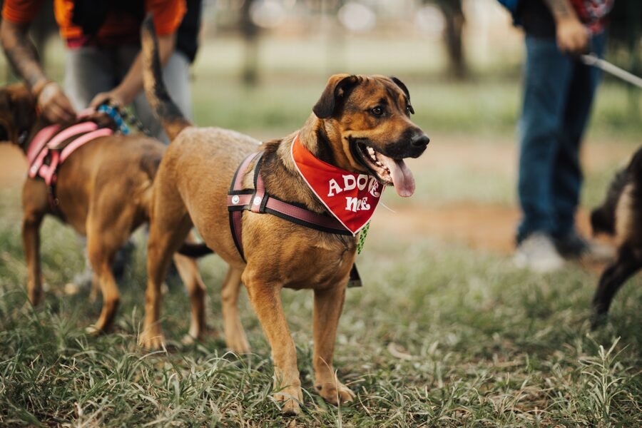 Adoption d'un chien et d'un chat