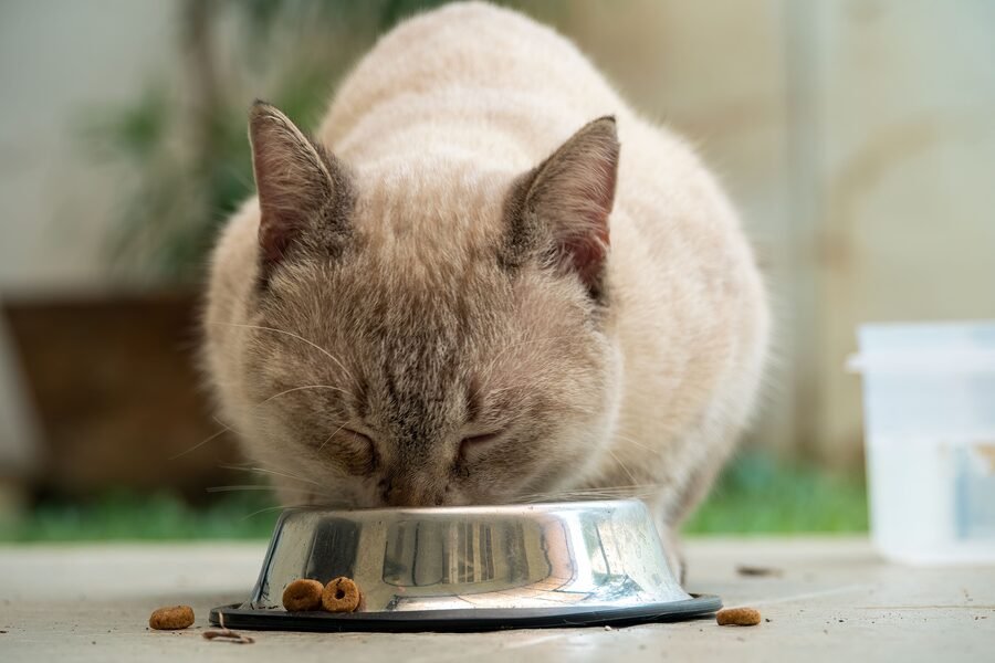 Chat qui mange dans sa gamelle