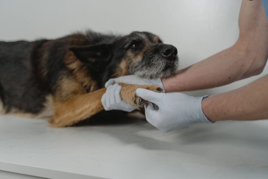 Chien et soins vétérinaires