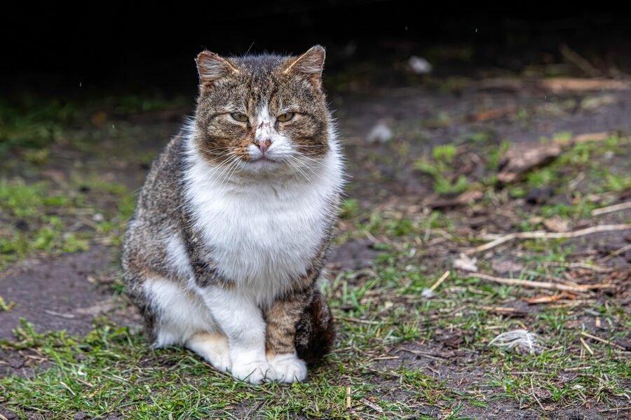 Chat âgé se reposant
