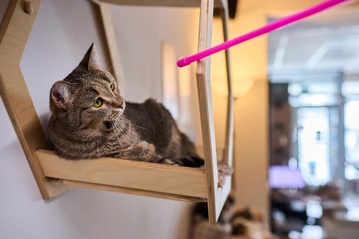 Chat jouant dans un tunnel