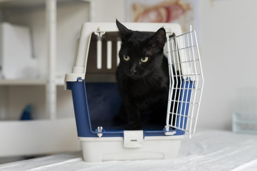 Chat habitué à sa cage de transport avant un déménagement