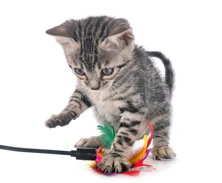 Chat utilisant son flair