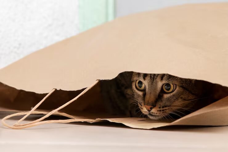 Chat jouant dans un tunnel