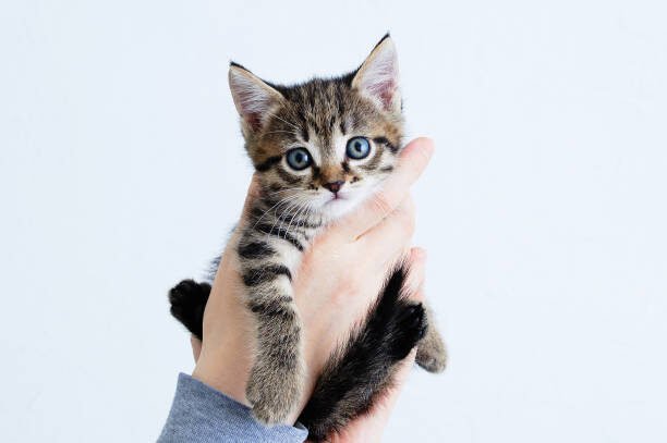 Chaton