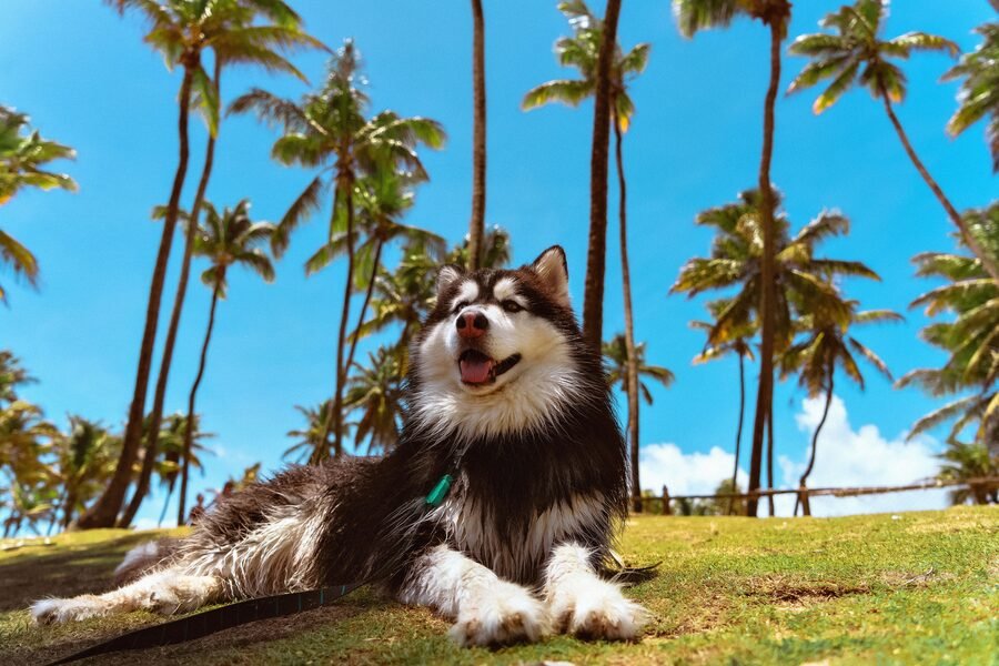 Chien en extérieur dans l'herbe, contexte d'exposition aux parasites externes
