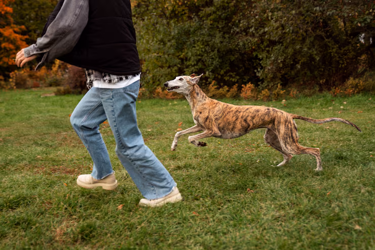 Chien jouant dehors avec son humain