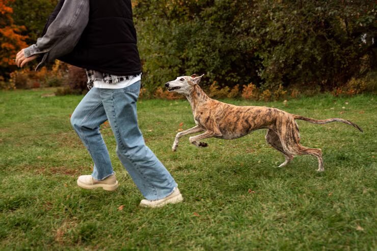 Chien qui court dehors en été