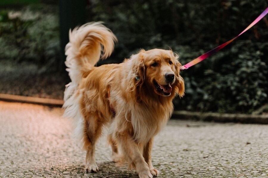 Guides pour chien et chat