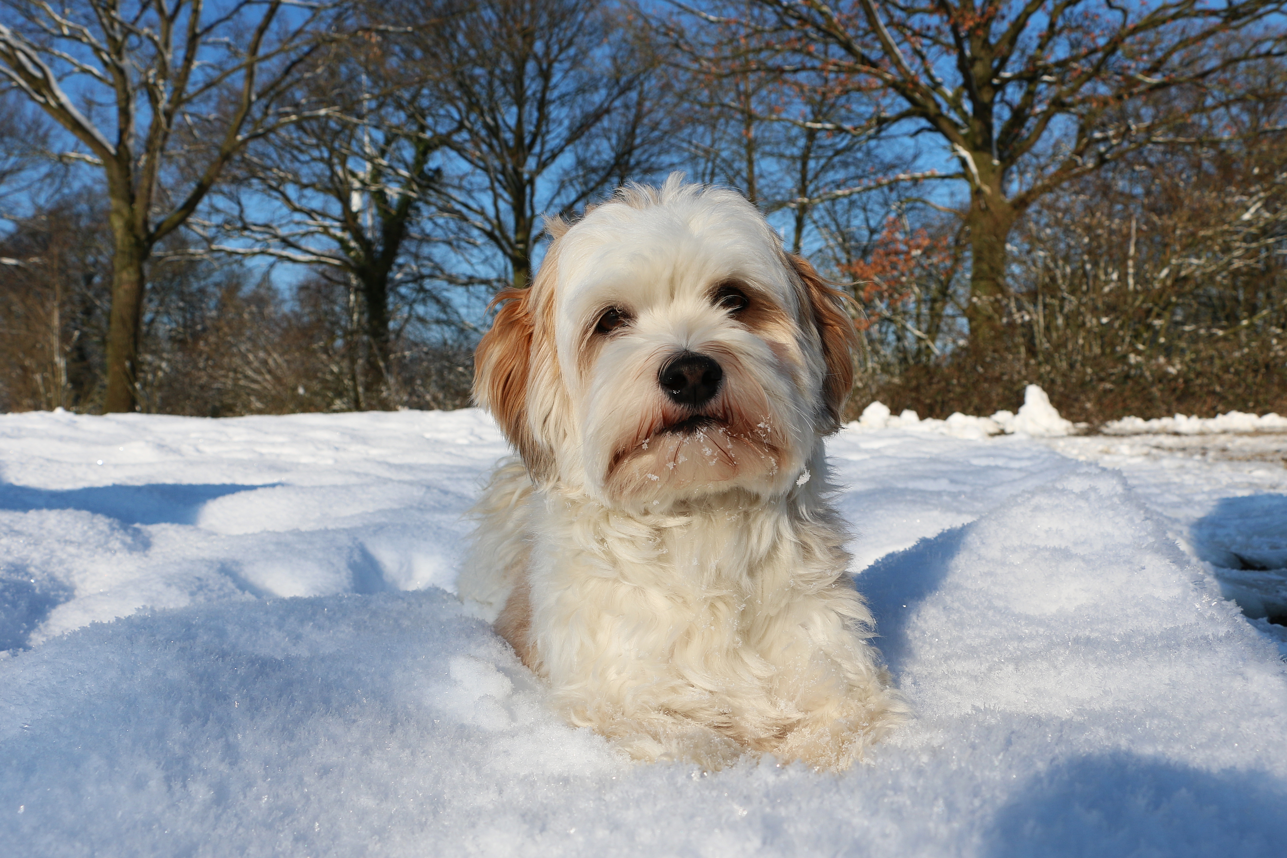 Chien dans la neige