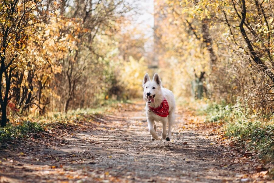 Chien en bonne santé après stérilisation