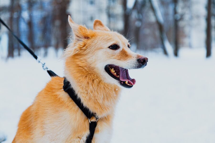 Chien en promenade hivernale