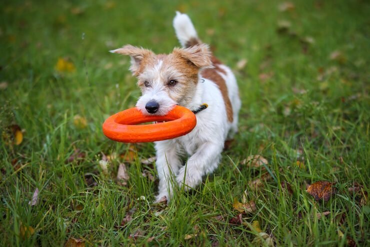 Chien jouant avec un jouet d’intelligence