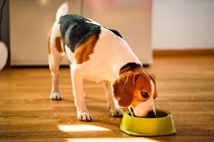 Chien près de sa gamelle, contexte de la transition alimentaire