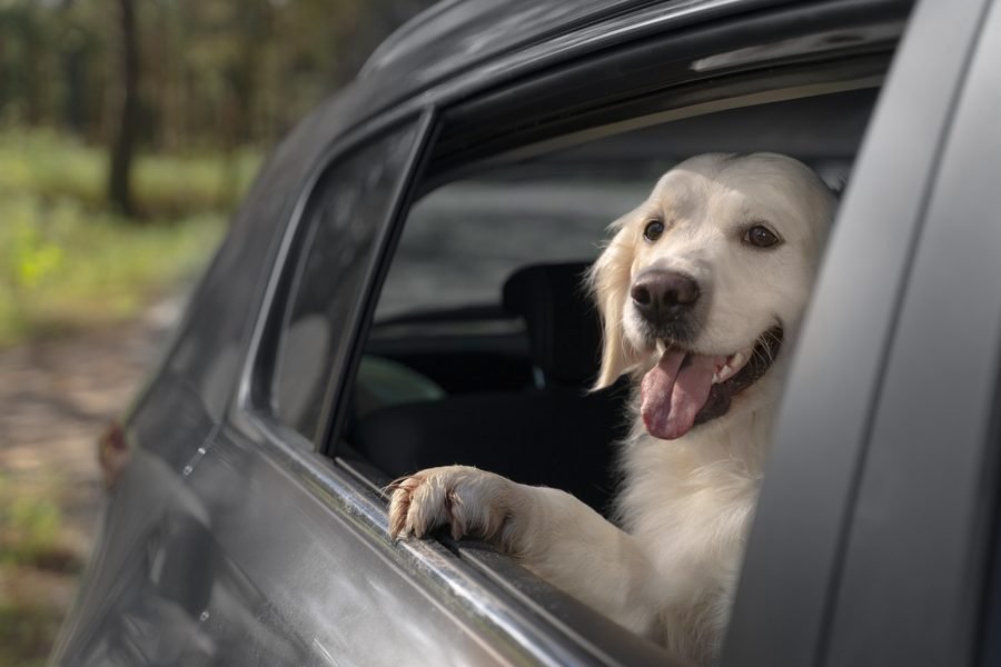Chien passant la tête par la fenêtre d'une voiture en voyage