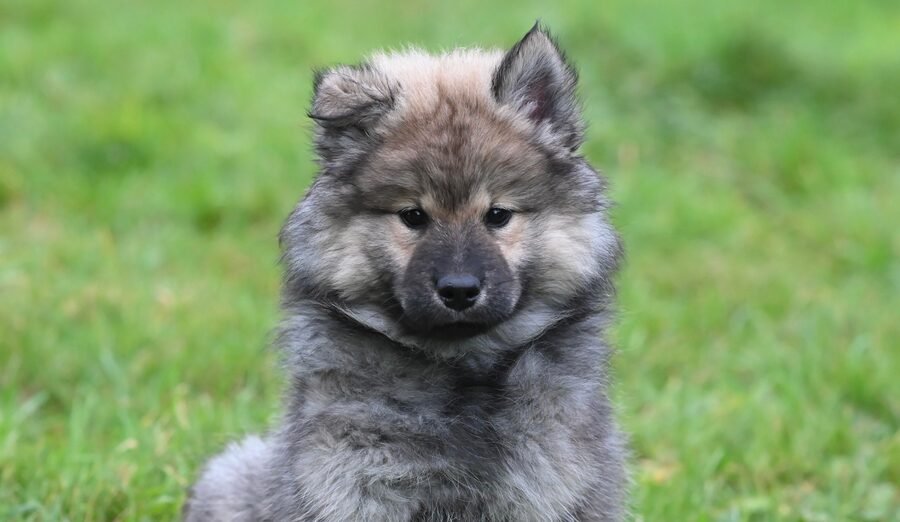 Chiot