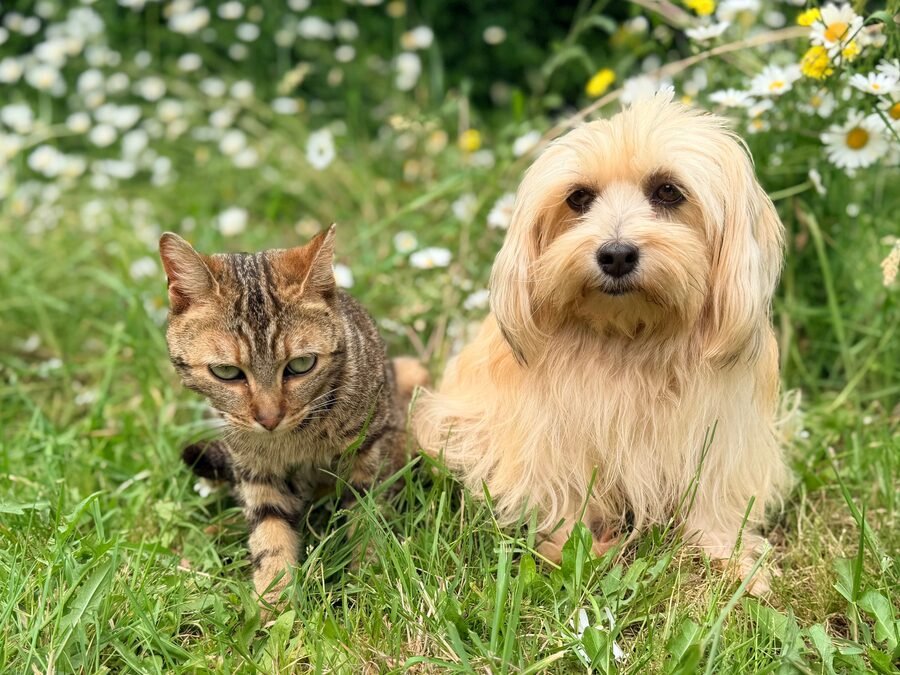Chien et chat, budget d'un animal de compagnie