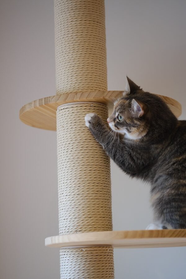 Comportement du chat