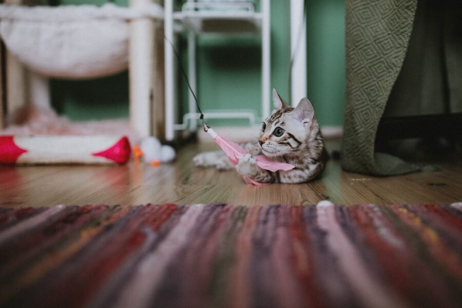Chat jouant avec un puzzle