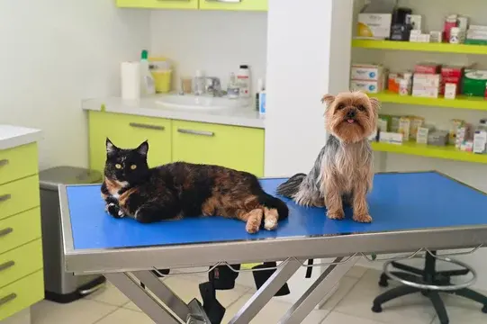 Contrôle vétérinaire de routine pour chien et chat