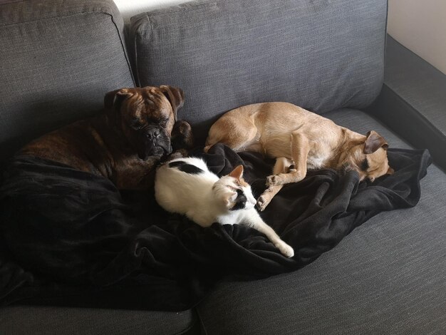 Générateur de noms animaux