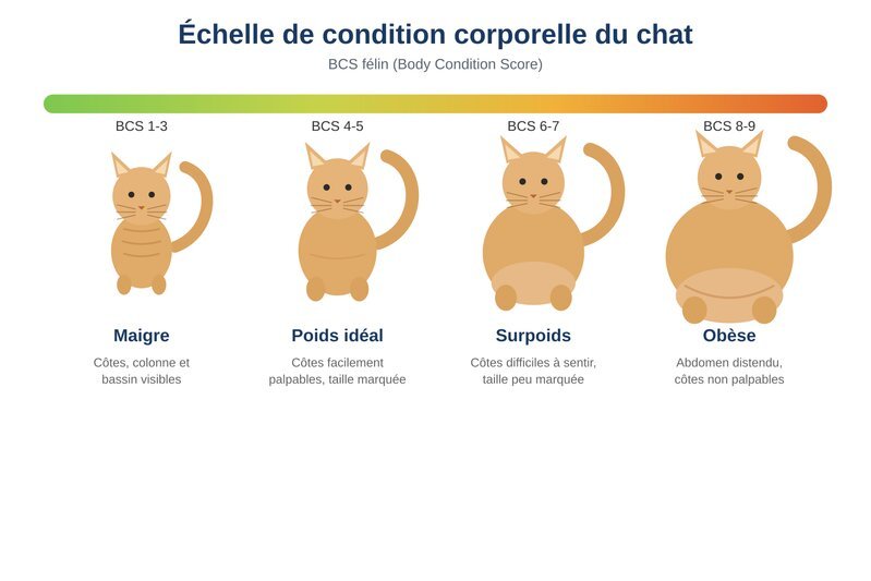 Poids idéal chat