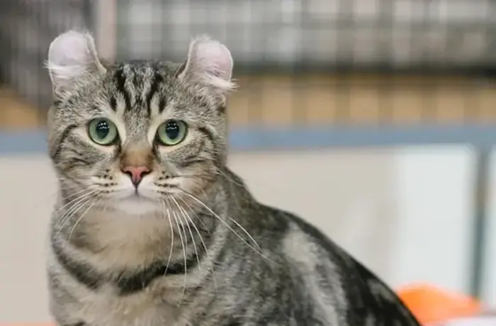 American Curl