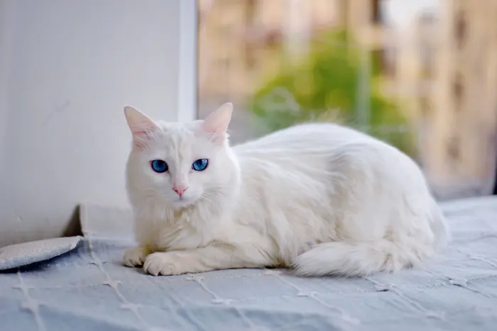 Angora Turc