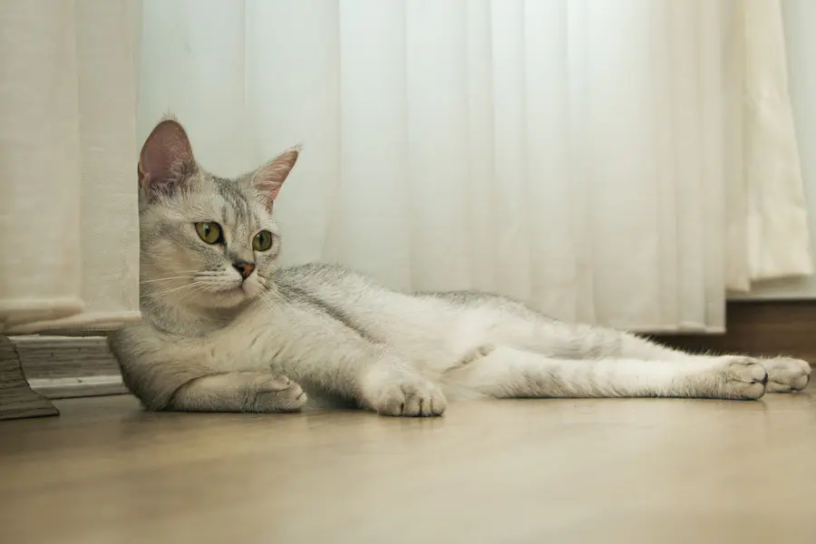 Burmilla