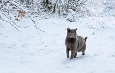 Chartreux