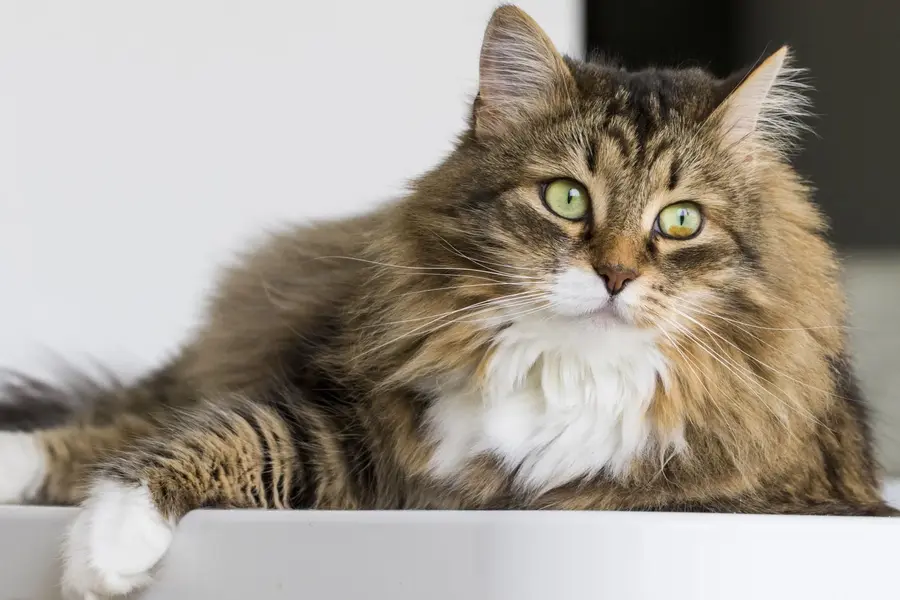 Chat de Sibérie