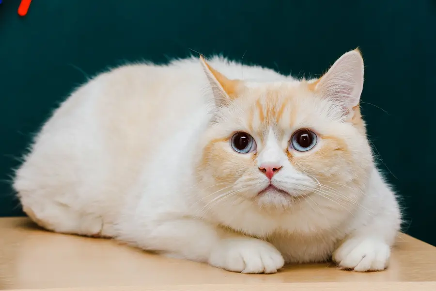 Colorpoint Shorthair