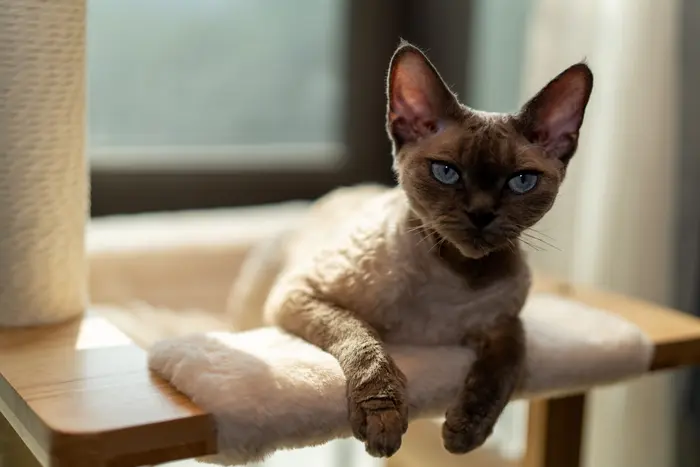Cornish Rex