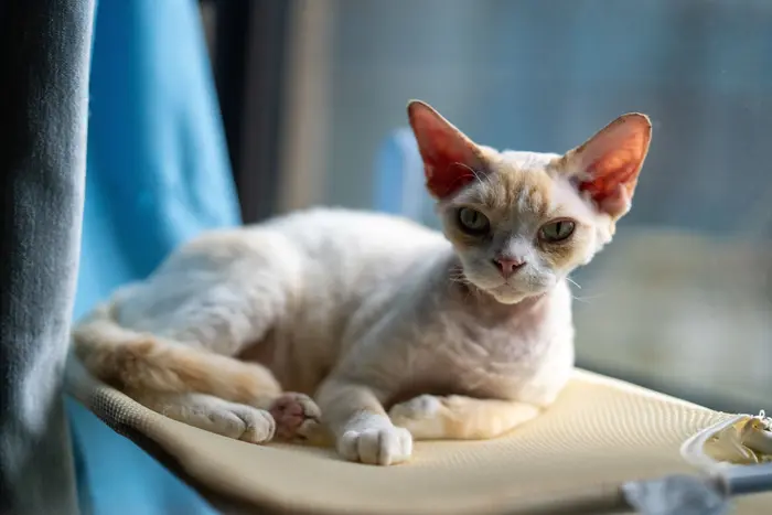 Devon Rex