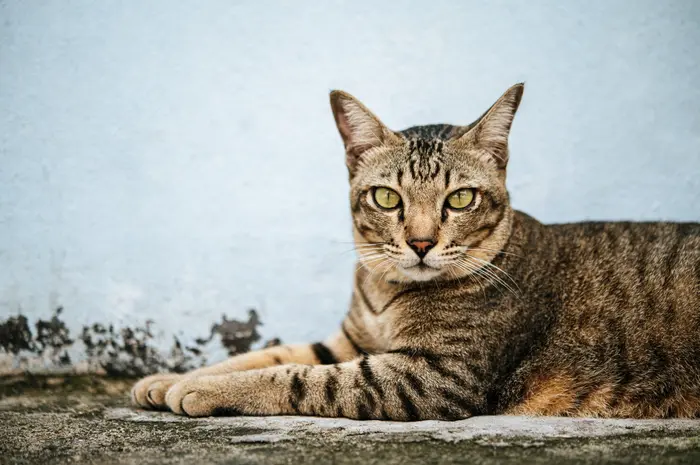 Européen (chat de gouttière)