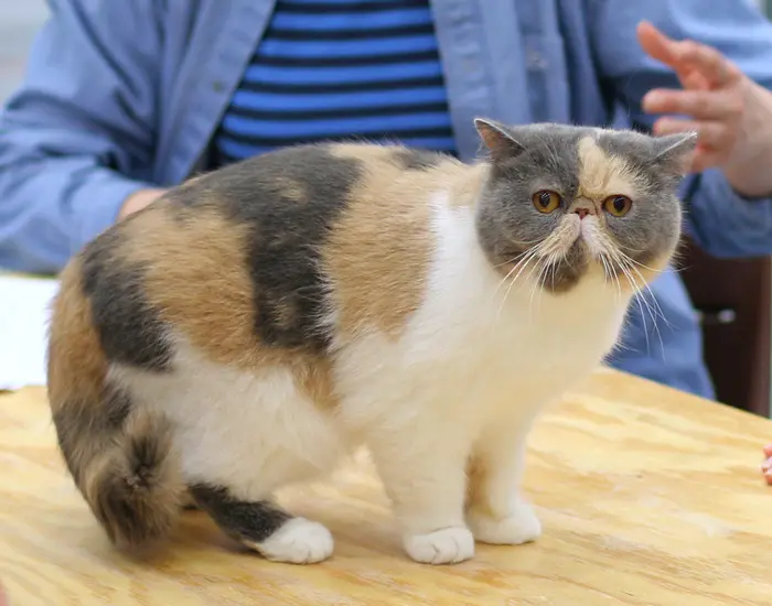 Exotic Shorthair