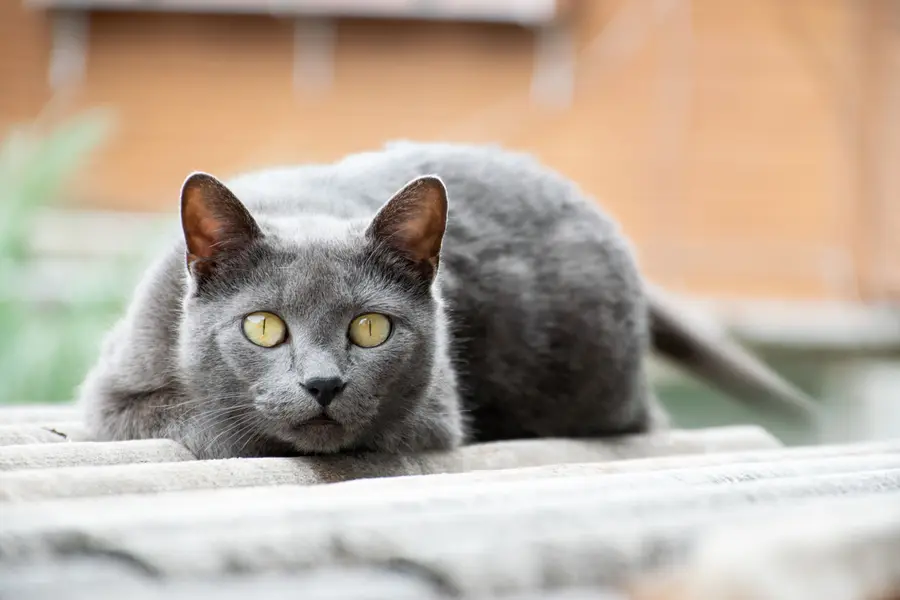 Korat