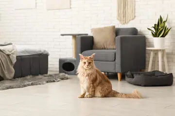 Maine Coon