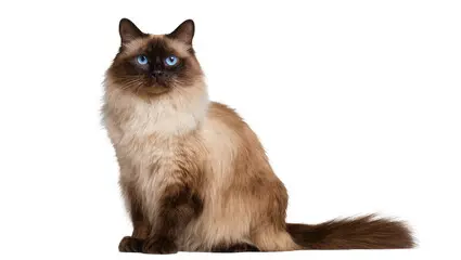 Ragdoll