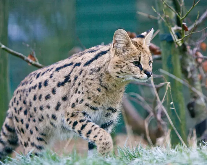 Savannah