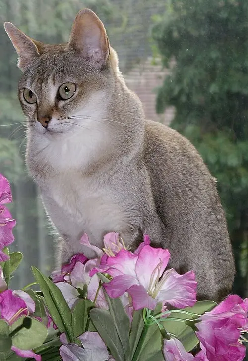 Singapura