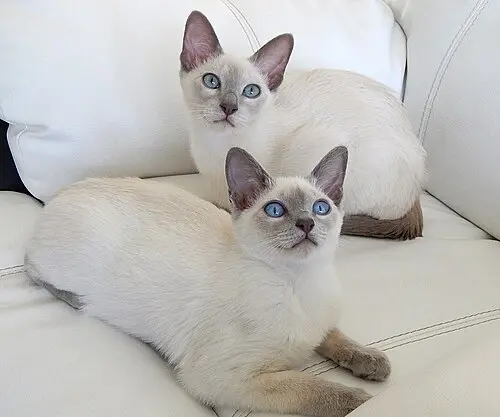 Tonkinois