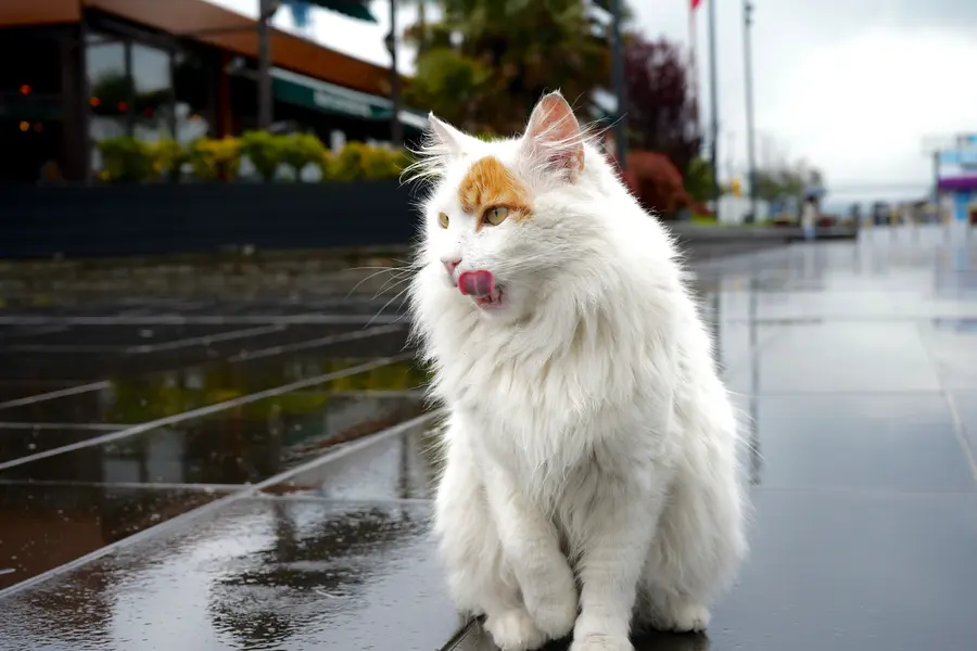 Turc Van