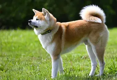 Akita Inu