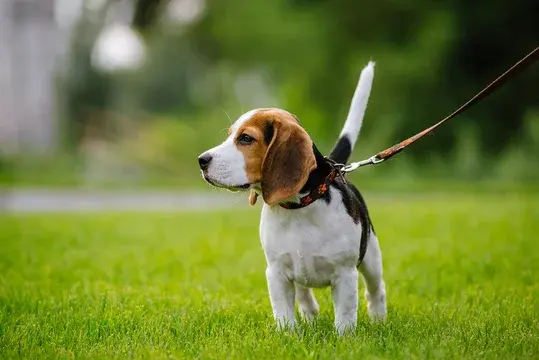 Beagle