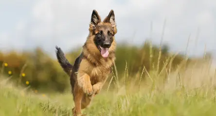 Berger Allemand