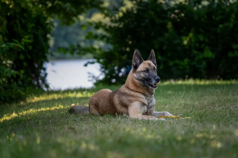 Berger Belge Malinois