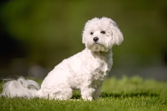 Bichon Frisé